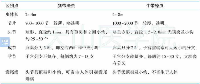 猪带绦虫和牛带绦虫的区别要点