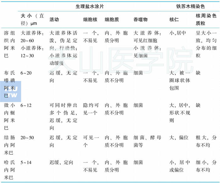 溶组织内阿米巴与其他肠道阿米巴滋养体结构的区别