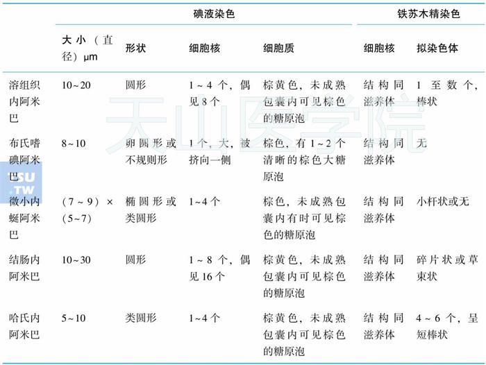 溶组织内阿米巴与其他肠道阿米巴包囊结构的区别