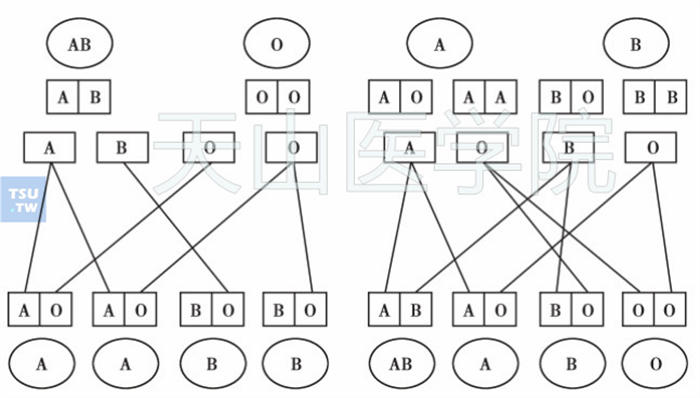 ABO血型遗传方式图