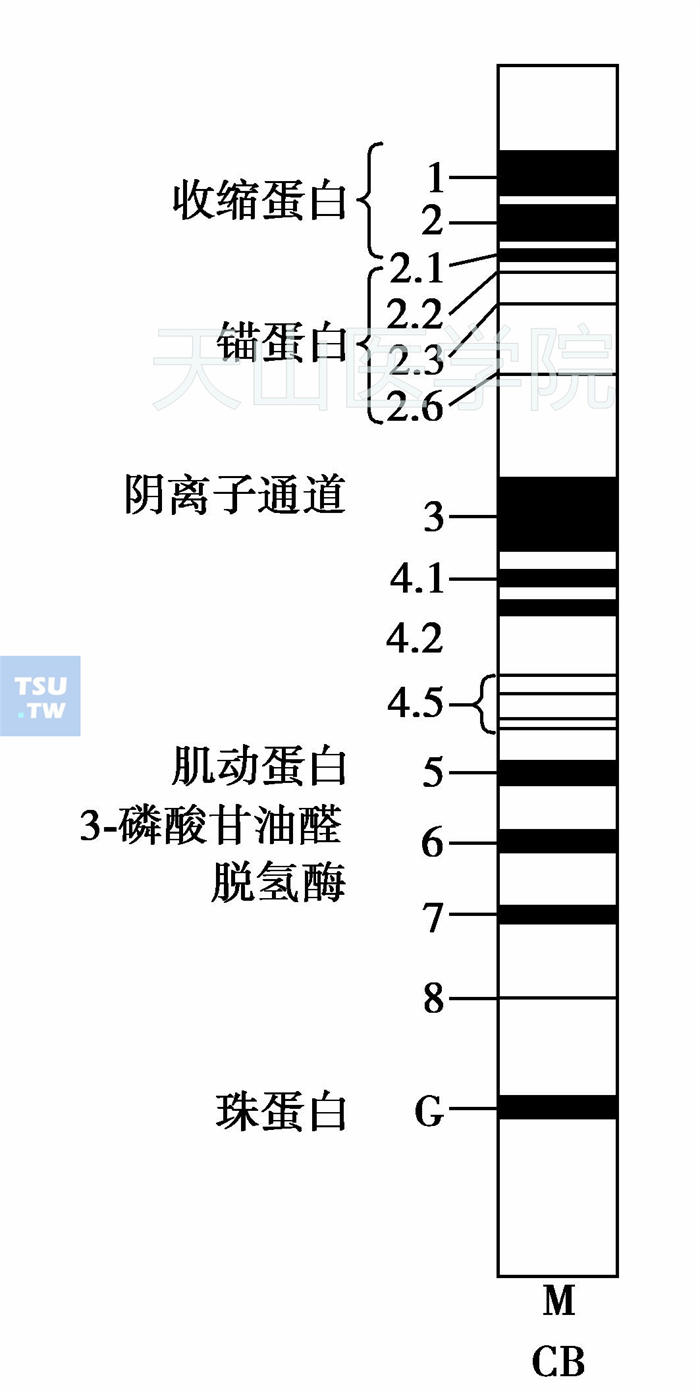 正常人红细胞膜蛋白经SDS-PAGE电泳结果示意图