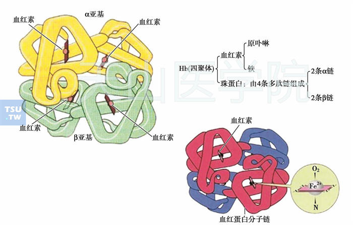 氧合血红蛋白图片图片