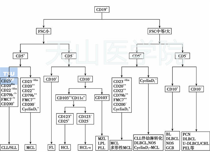 FCM对成熟B细胞淋巴瘤的典型免疫表型鉴别诊断流程图