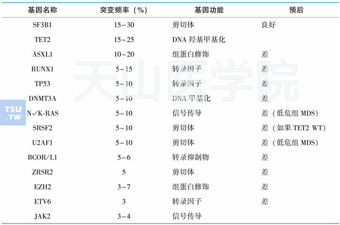 骨髓增生异常综合征常见基因突变、功能及预后