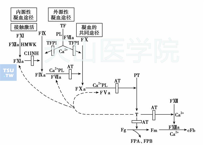  传统的凝血途径示意图