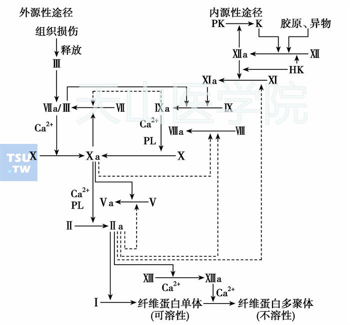 内源凝血途径和外源凝血途径相互关联示意图