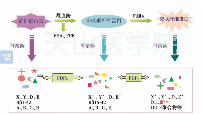 纤维蛋白原和纤维蛋白降解产物示意图