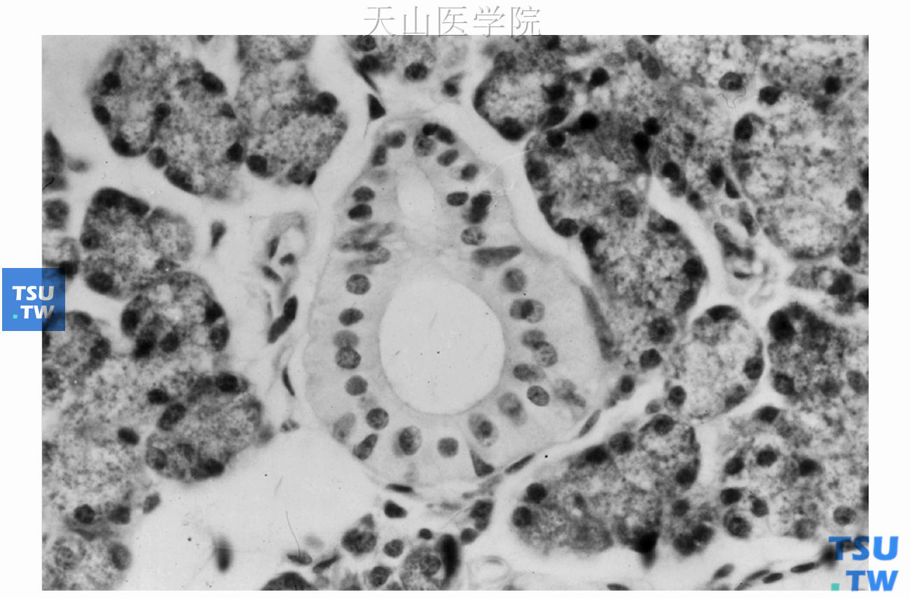 浆液性腺泡、胞质内充满酶原颗粒，图中央为纹管　×640