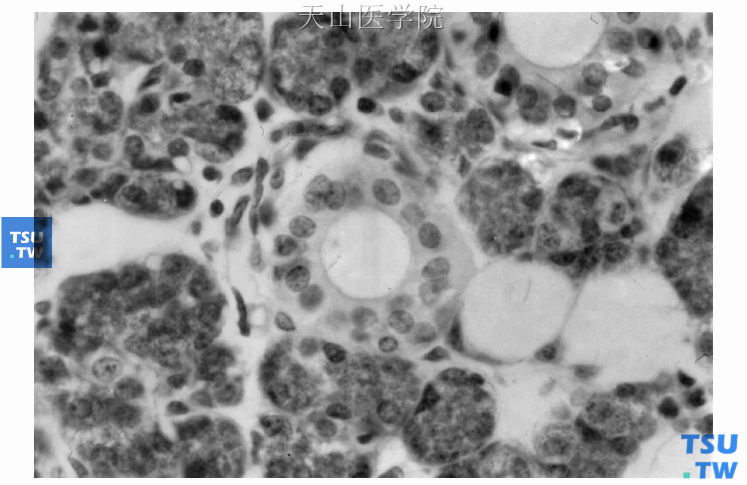 闰管为立方状细胞，核圆形位于细胞中央　×640