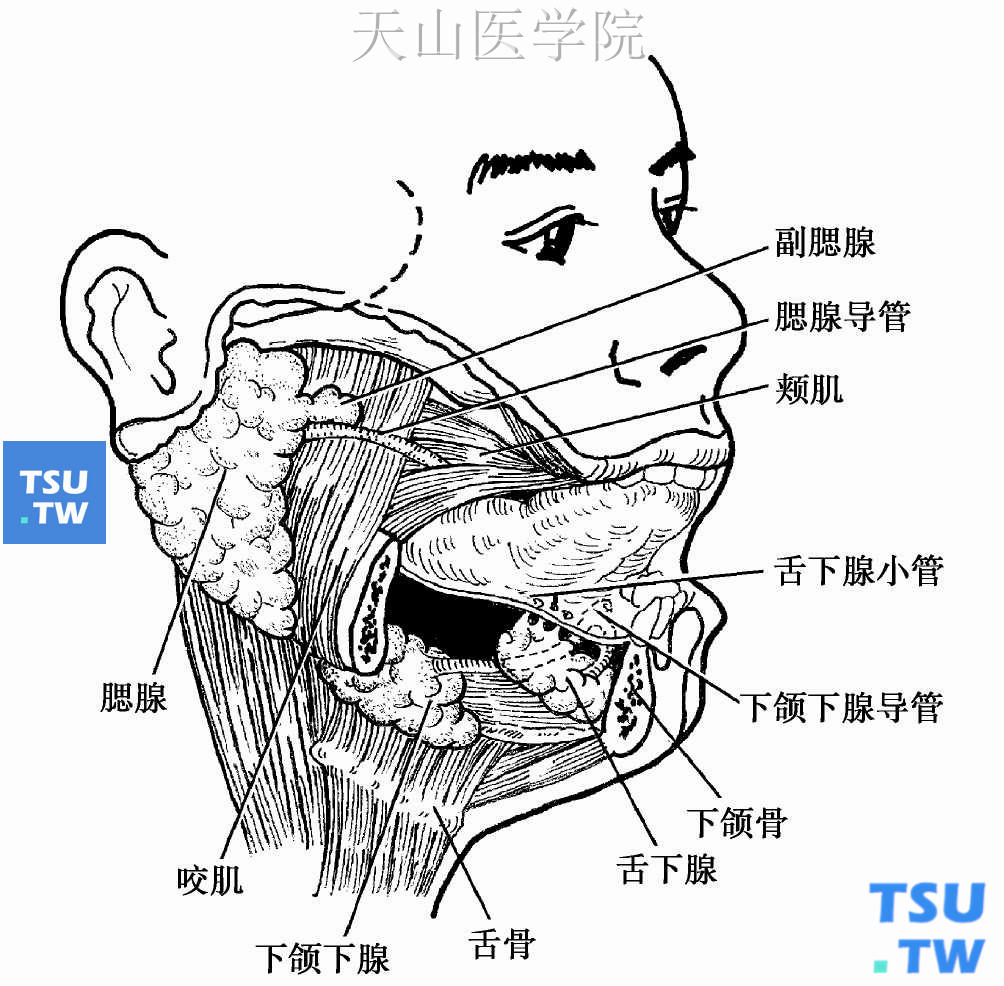 腮腺解剖位置图片