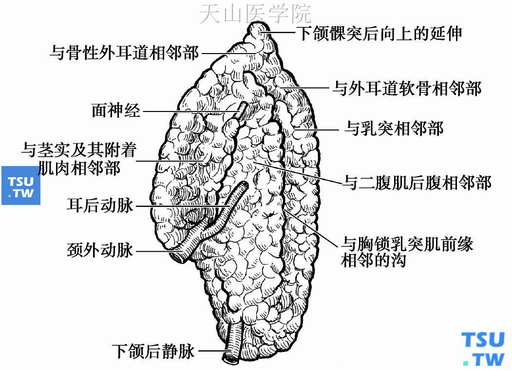 右腮腺后内面