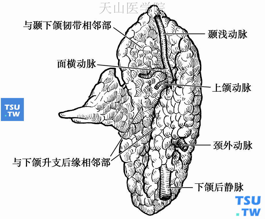 右腮腺前内面