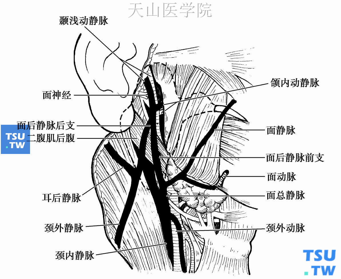 腮腺的血管分布、神经支配及淋巴回流