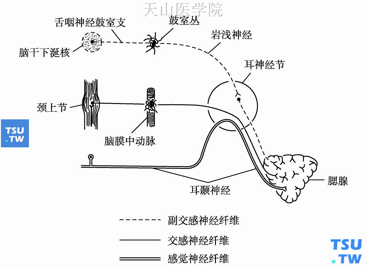 耳神经节与腮腺的神经支配