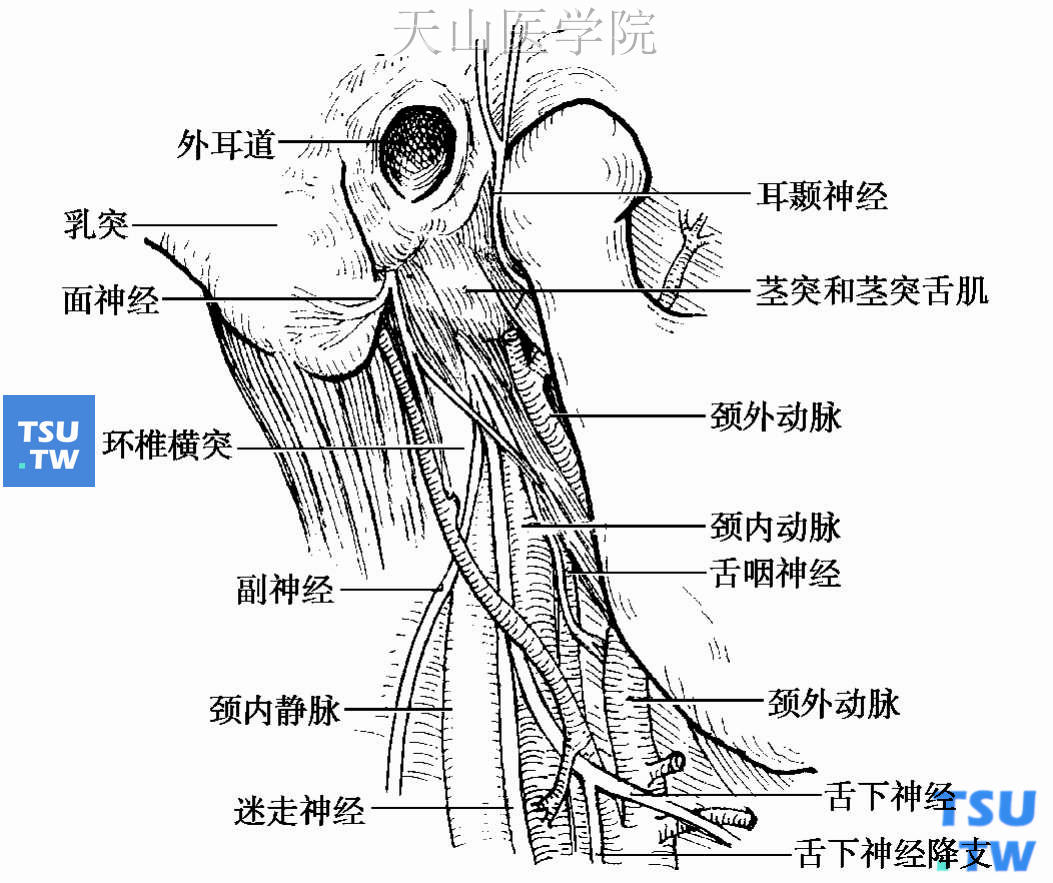 认识腮腺床