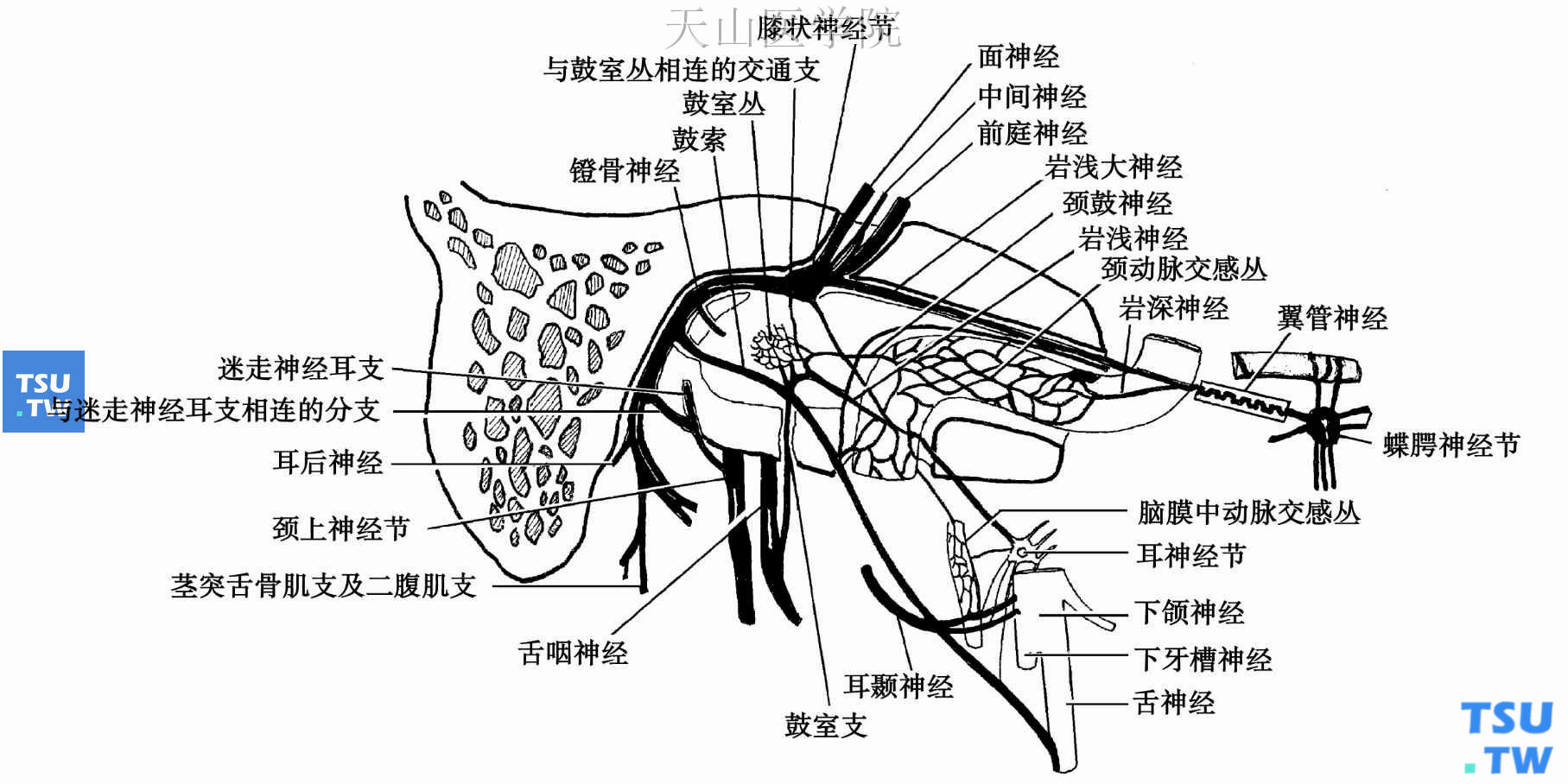 面神经分支及分布图图片