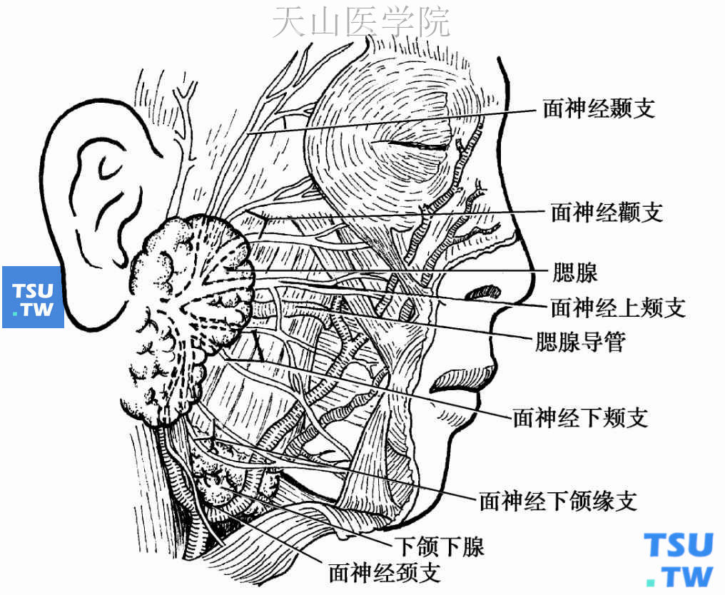 面神经额支及分布图图片