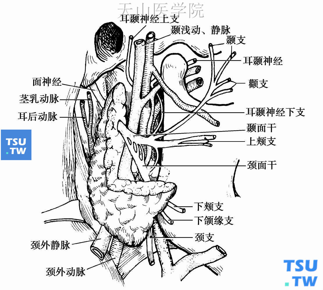 面神经在腮腺内的分支