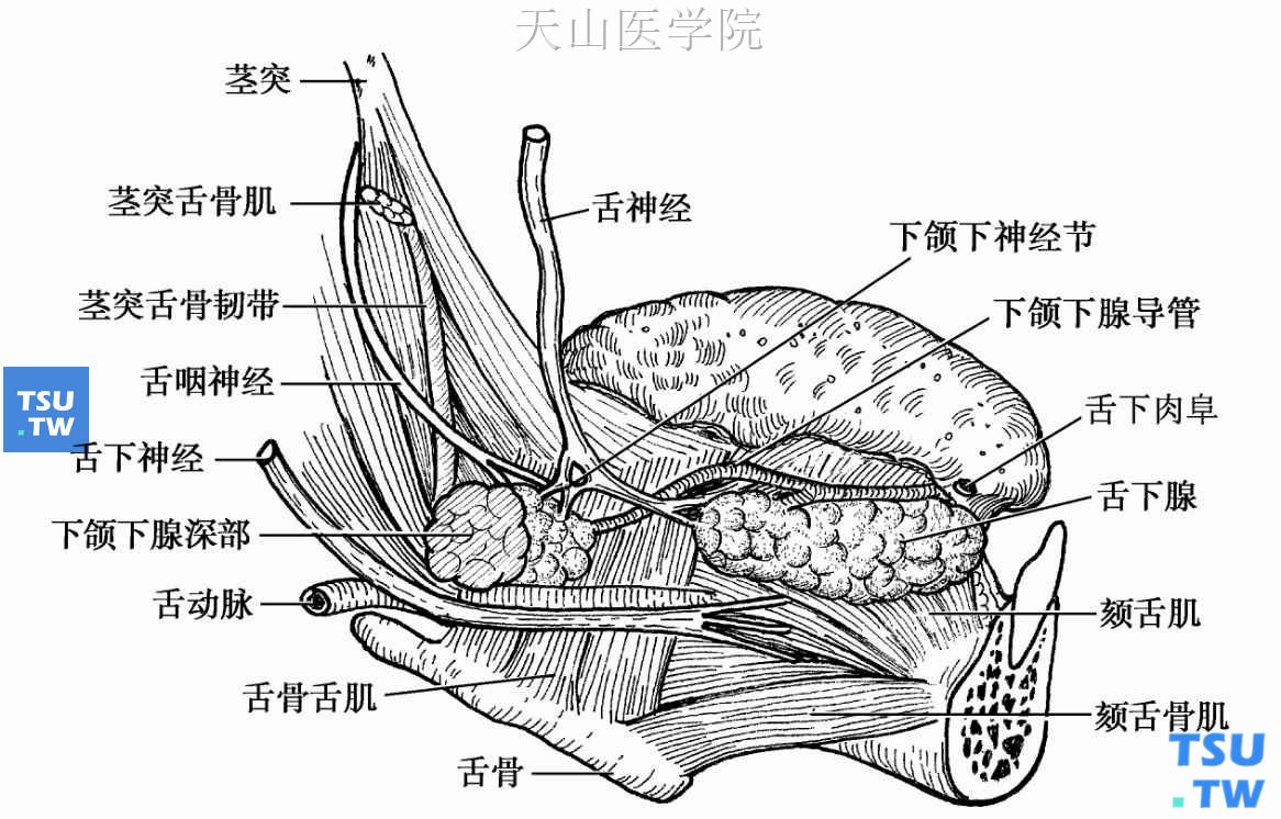 下颌下腺导管