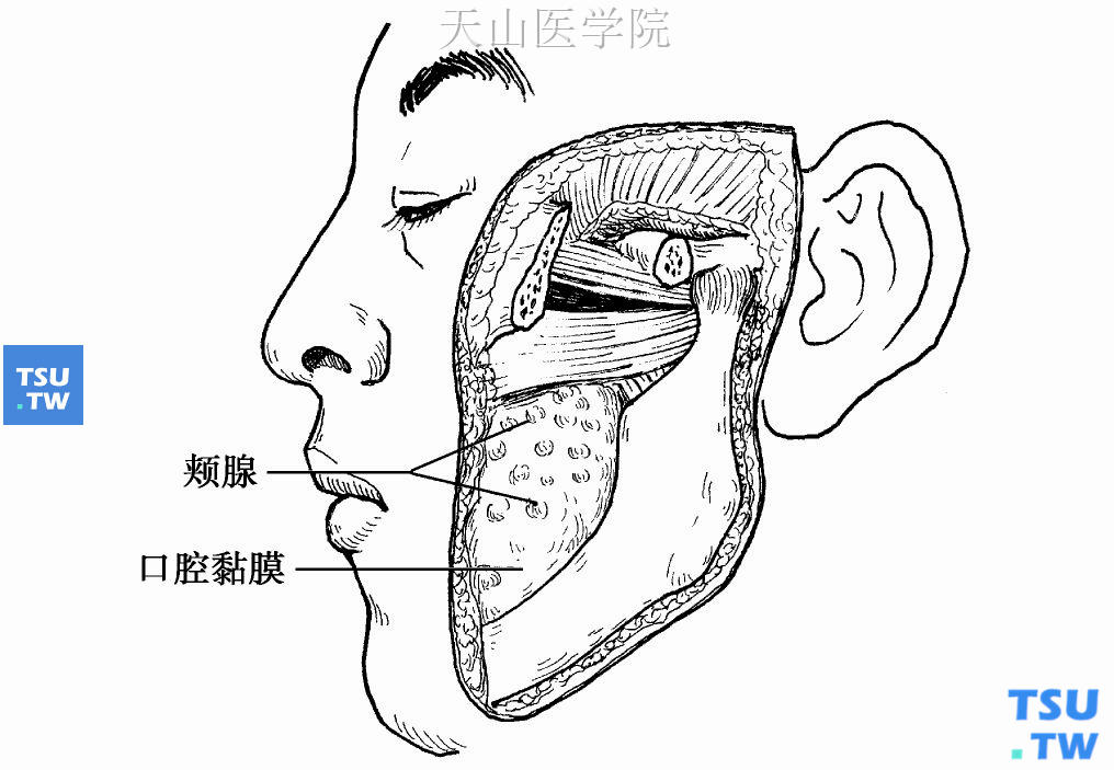 小唾液腺（唇腺、颊腺、腭腺等）