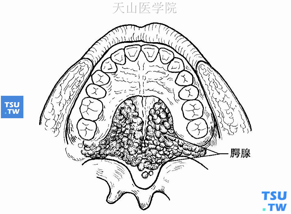 腭腺