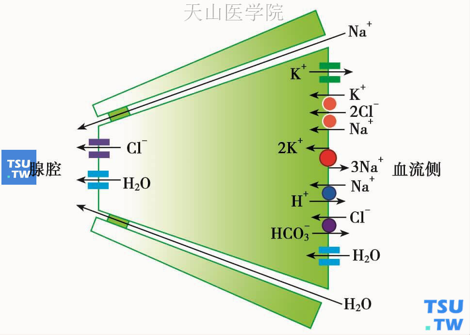 唾液腺分泌终端水和电解质分泌示意图