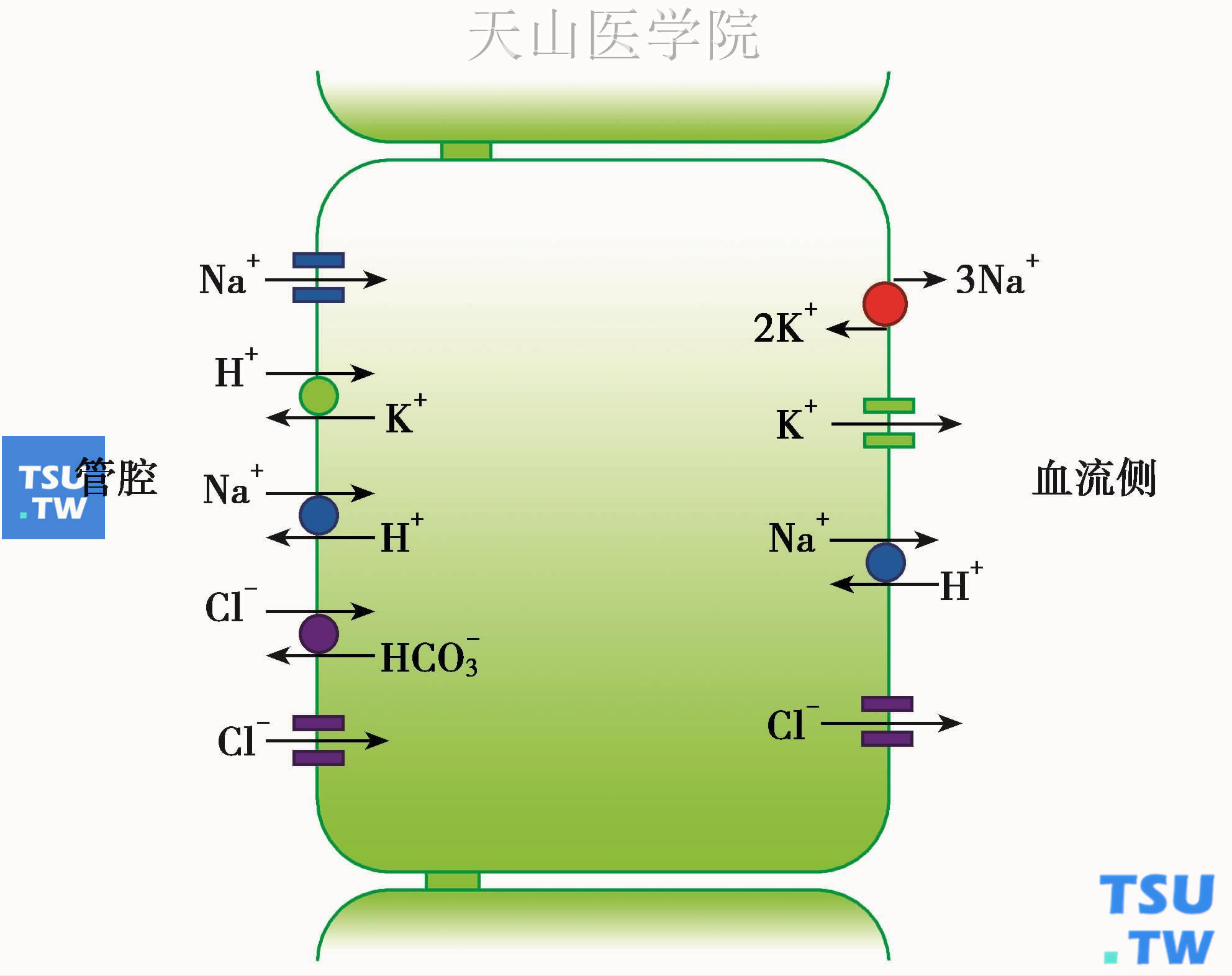 唾液腺导管细胞电解质转运示意图