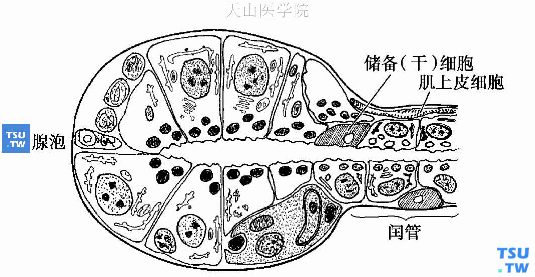 唾液腺肿瘤发生的半多能双储备细胞理论