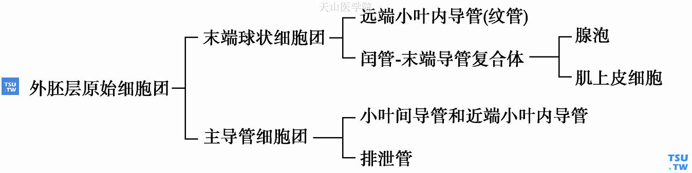 唾液腺组织形态生成及细胞分化方式