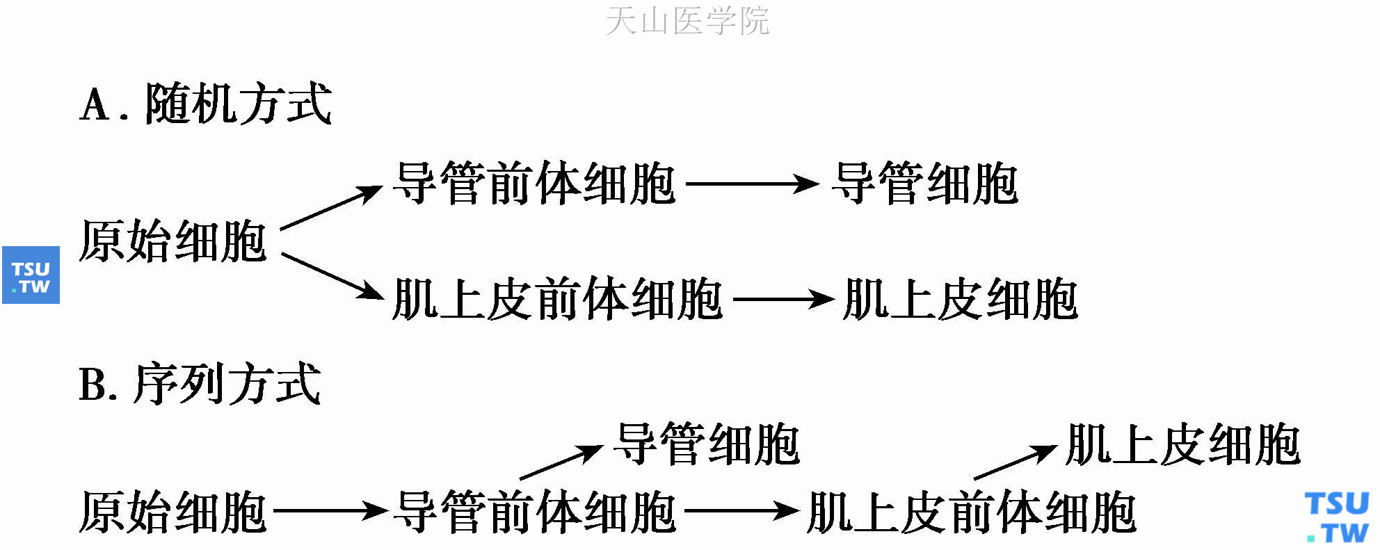 形成肌上皮细胞的两种可能方式