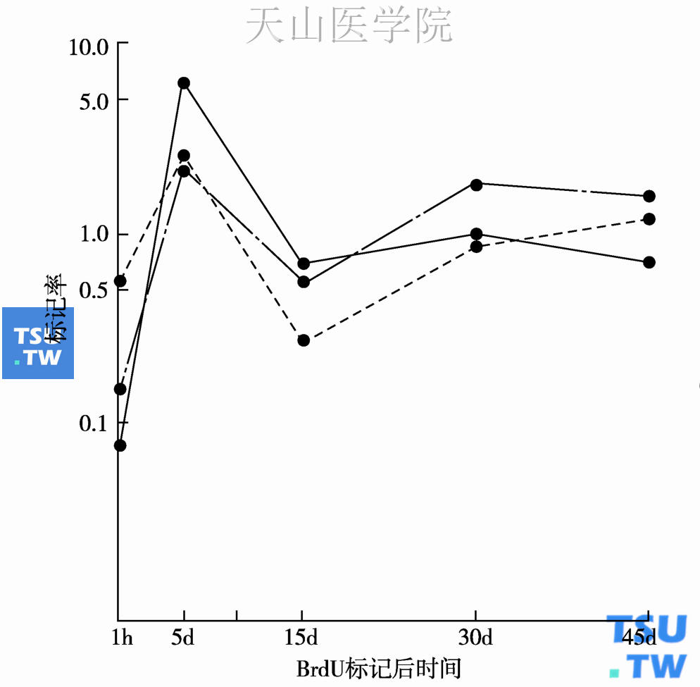 正常成年大鼠腮腺BrdU标记后不同时间的标记率曲线