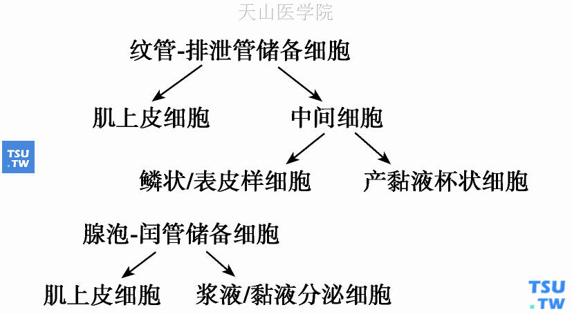 各型唾液腺肿瘤的组织发生：储备细胞理论