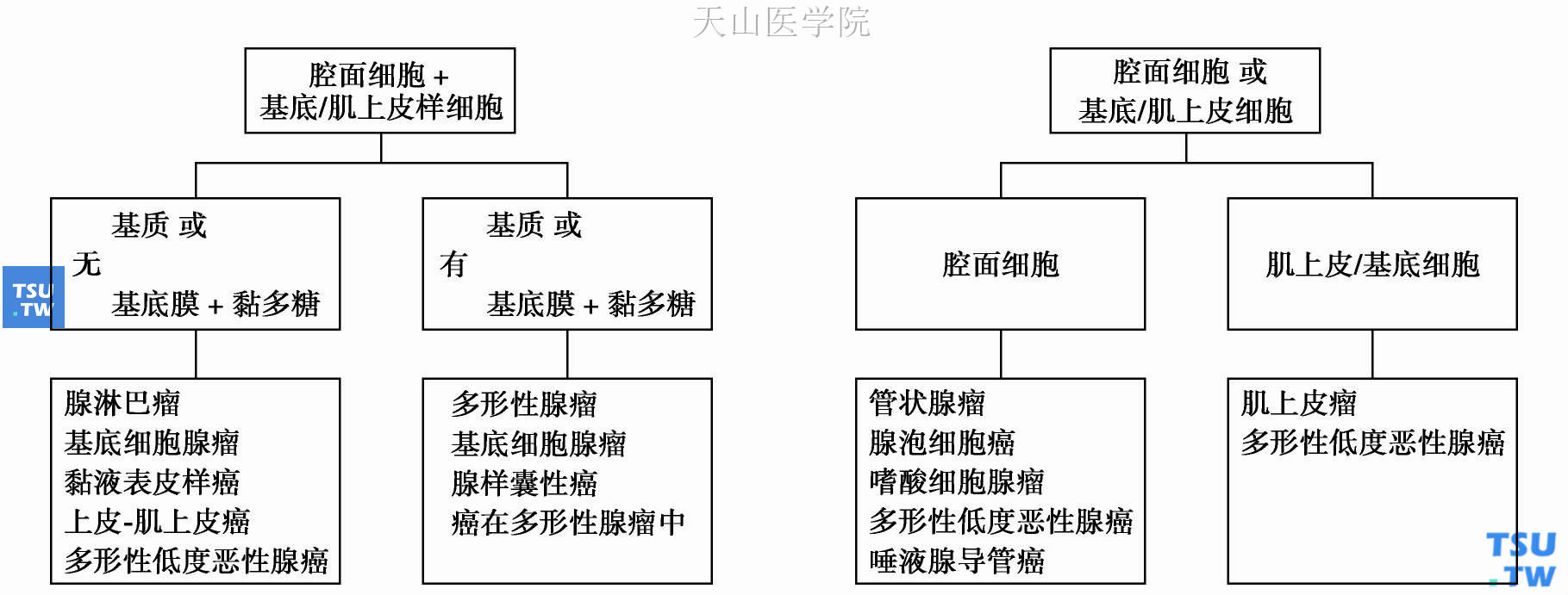 各型唾液腺肿瘤的组织发生：多细胞理论