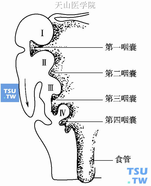 鳃弓（Ⅰ～Ⅳ）、咽囊与颈窦（胚胎5～8周）