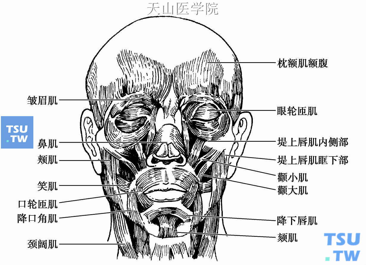 口轮匝肌相关表情肌图片