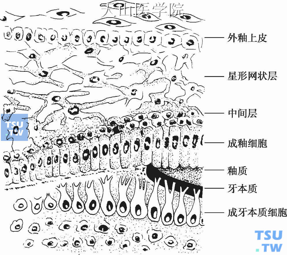 牙胚上皮细胞、间叶细胞的分化