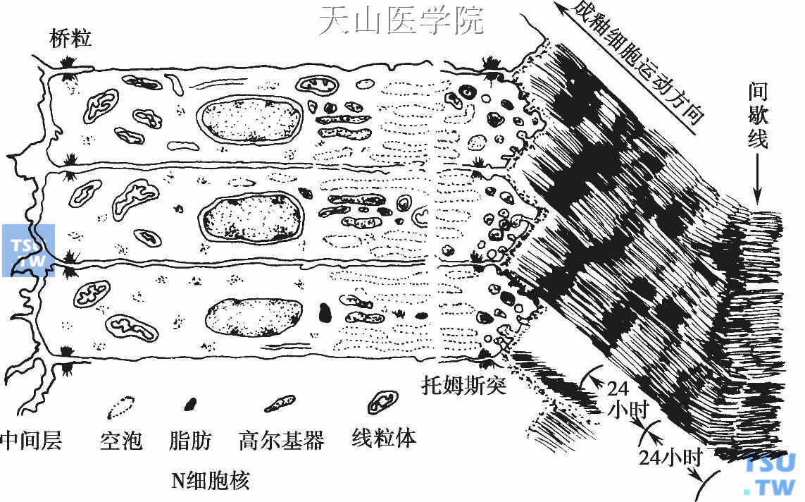 冠部牙体组织的形成：牙本质、牙釉质、牙髓