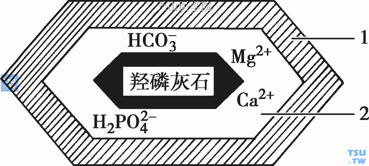 羟磷灰石与牙体组织的生物矿化