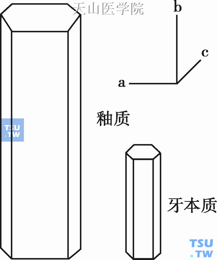 牙釉质釉柱图片