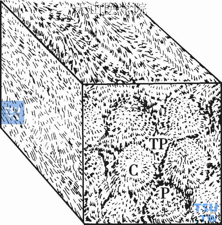 釉柱内晶体排列模式；C:釉柱柱心;TP:釉柱间质; P:釉柱周围