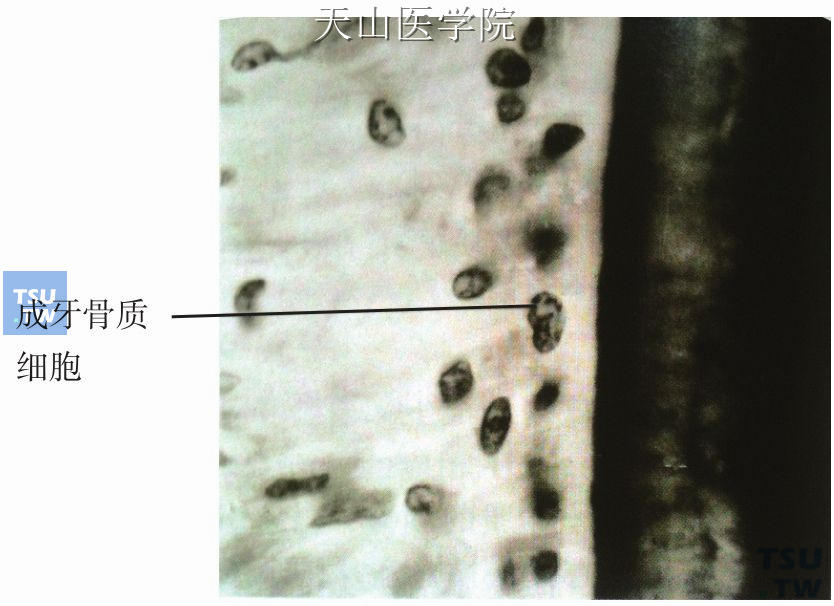 牙骨质：性质与组成结构及功能与代谢