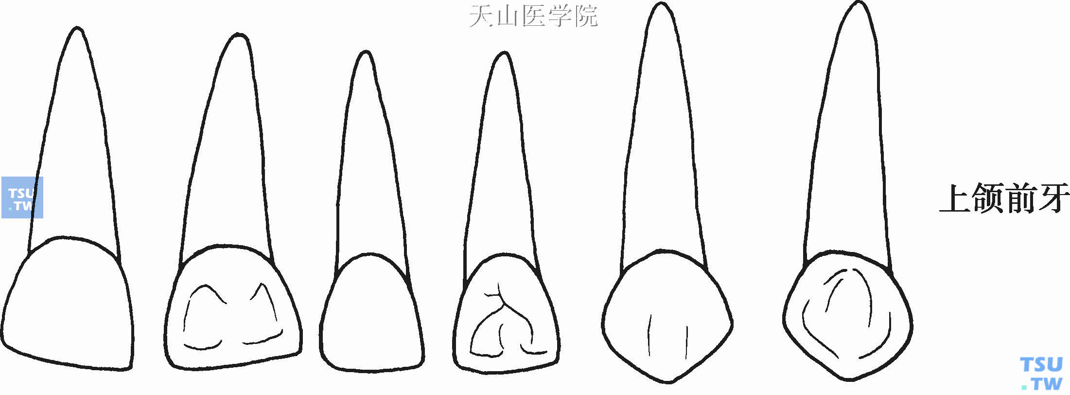 10款入牙齿骨骼素描画图片素材-编号40188440-图行天下