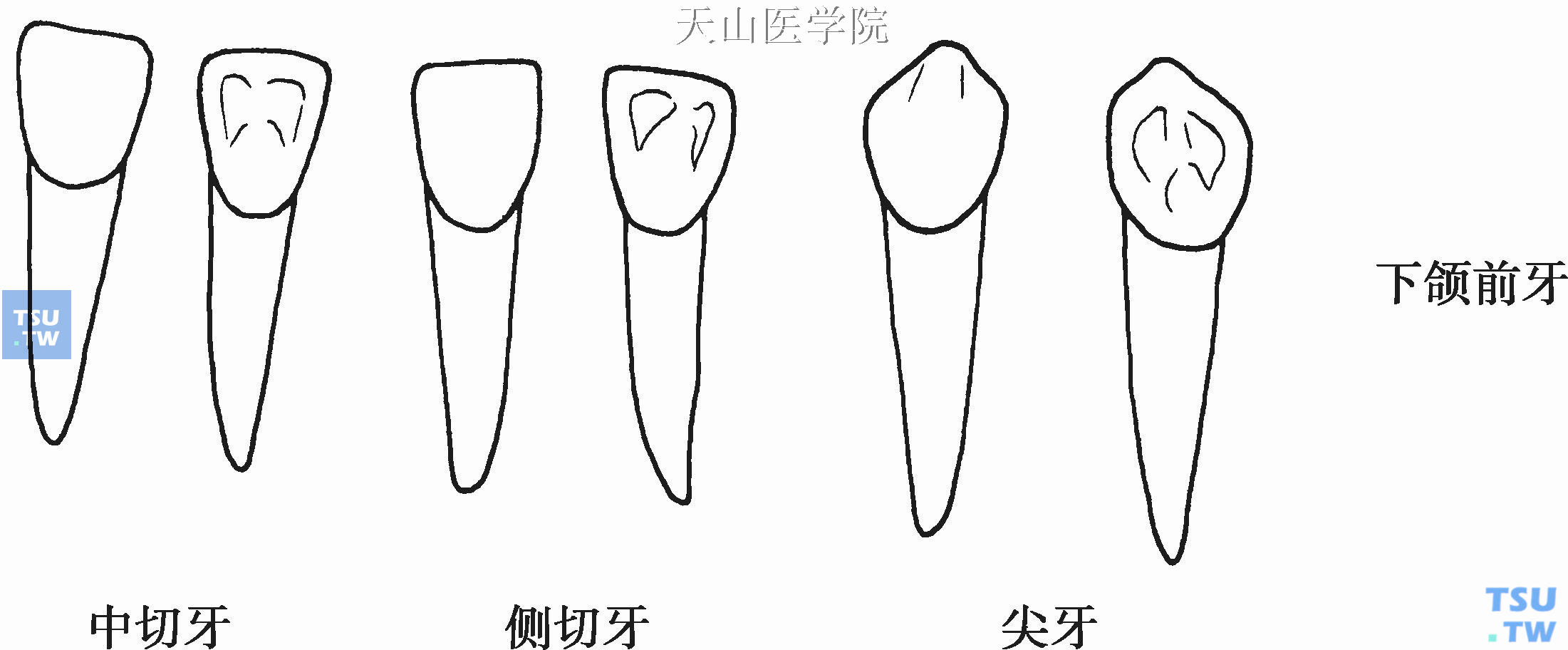 乳前牙牙体形态