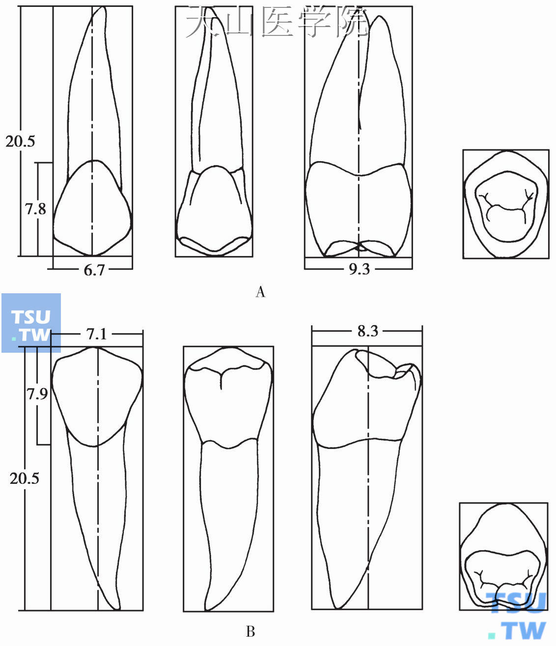 牙体素描图-图库-五毛网