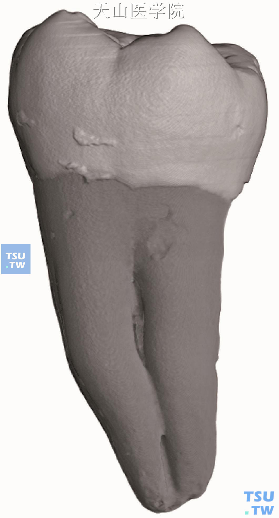图95 牙的形态和构造-人体解剖组织学-医学