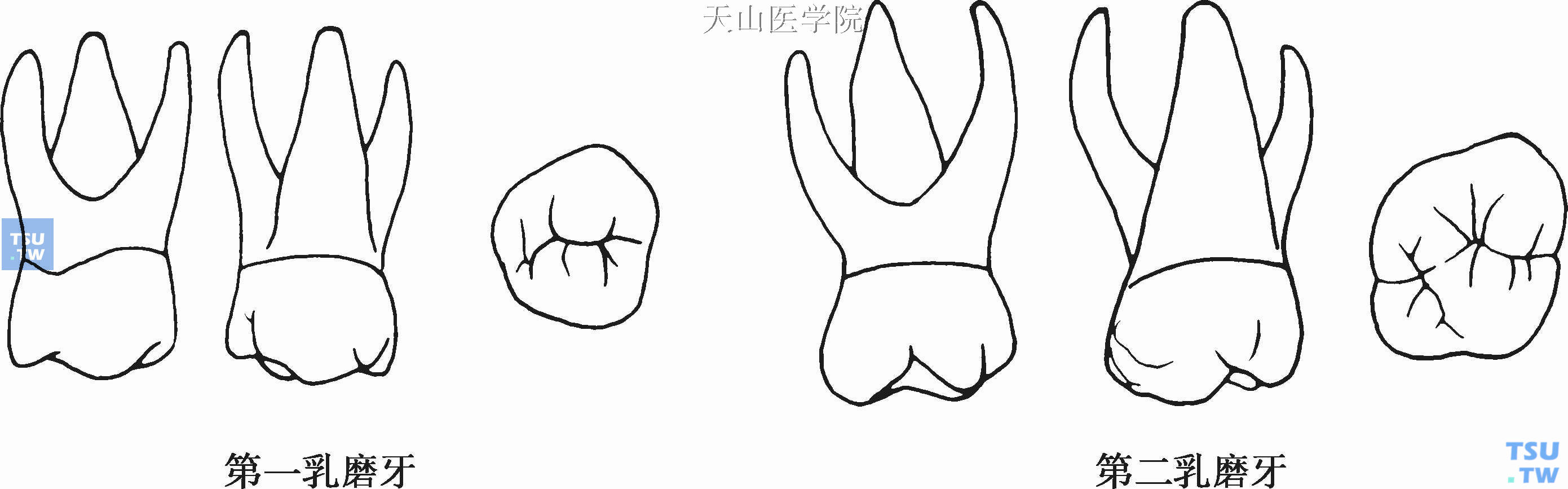 【附图】 牙体解剖：前牙、前磨牙、磨牙 _口腔医学 | 天山医学院