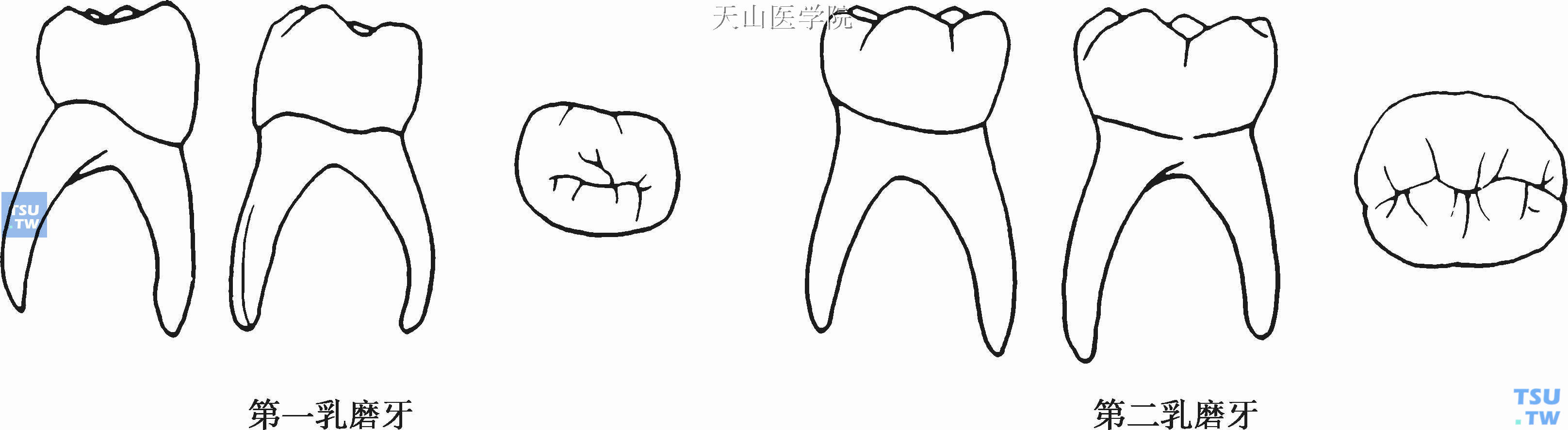 图1-2-33 下颌第一磨牙远中舌根-基础医学-医学