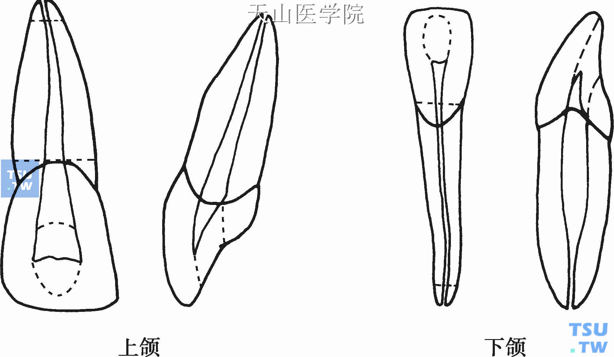 下颌中切牙素描图图片