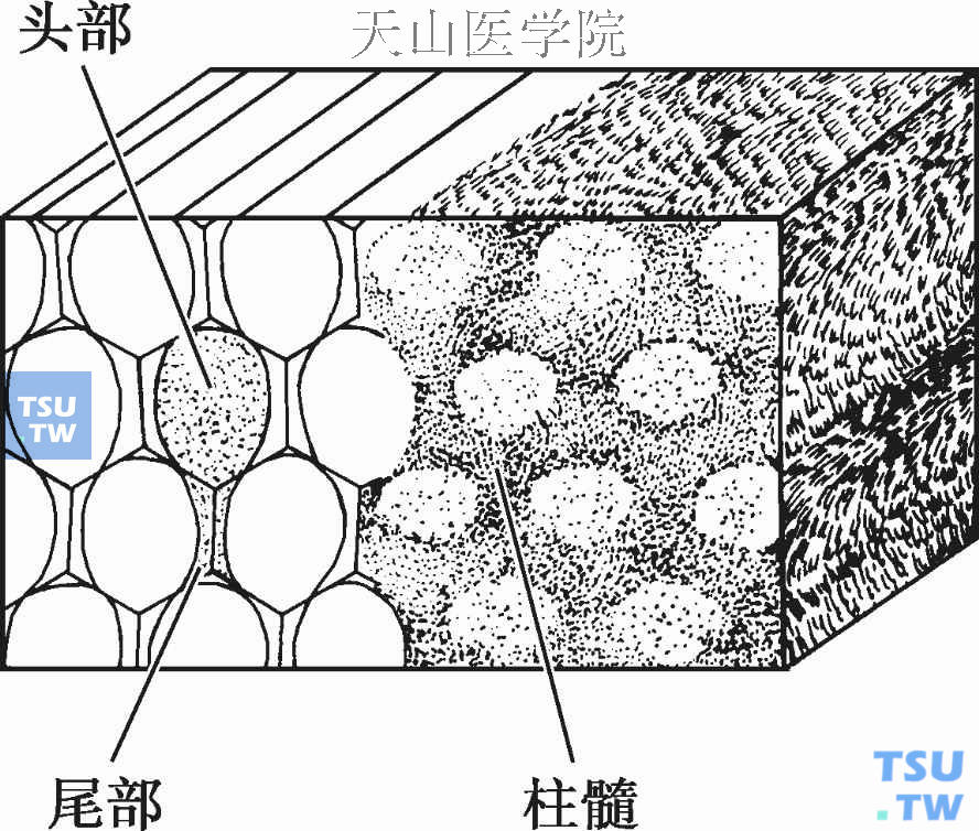 牙釉质：渗透性、晶体结构、釉柱