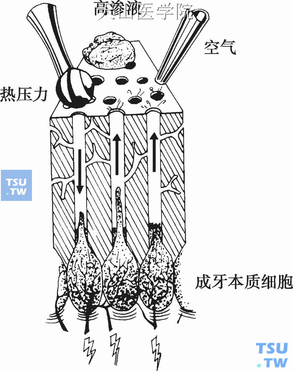 流体动力学说